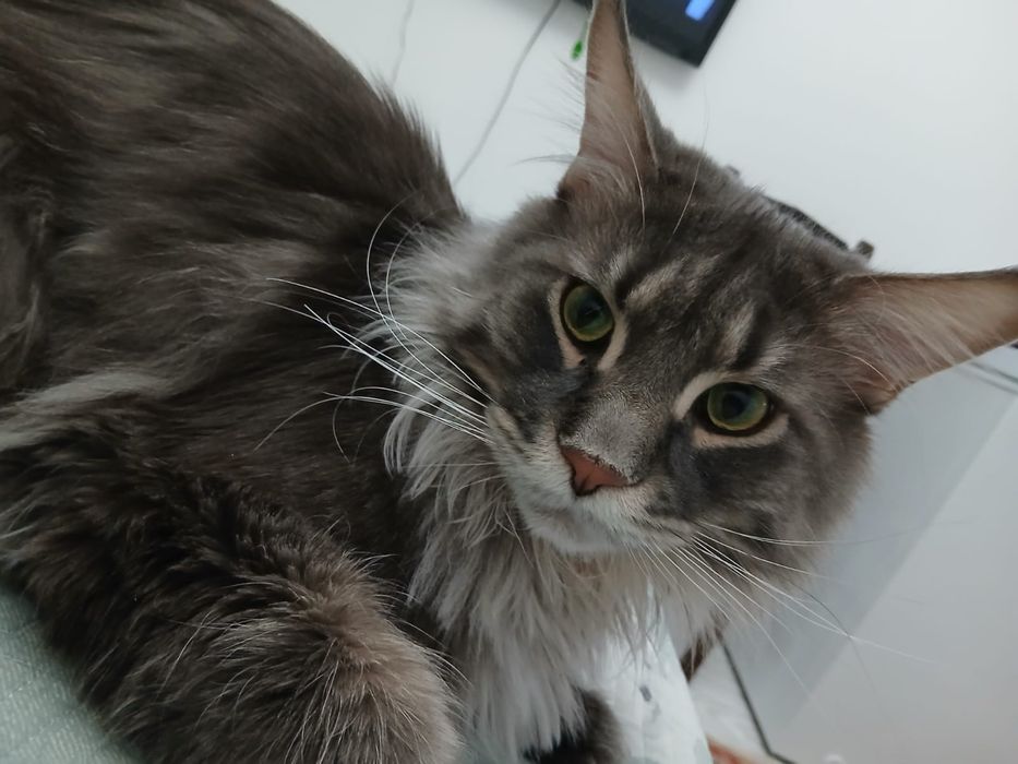 Отдам в хорошие руки