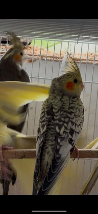 Продам попугаев Корела
