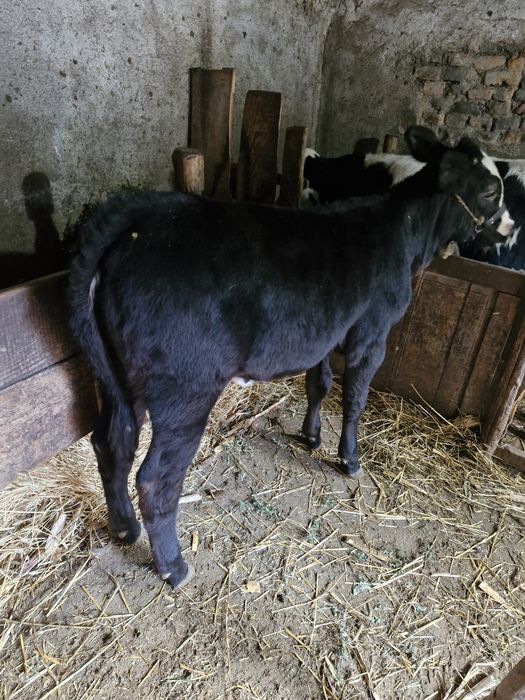 Vitea de carne   .
