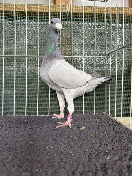 Voiajori germani Barless