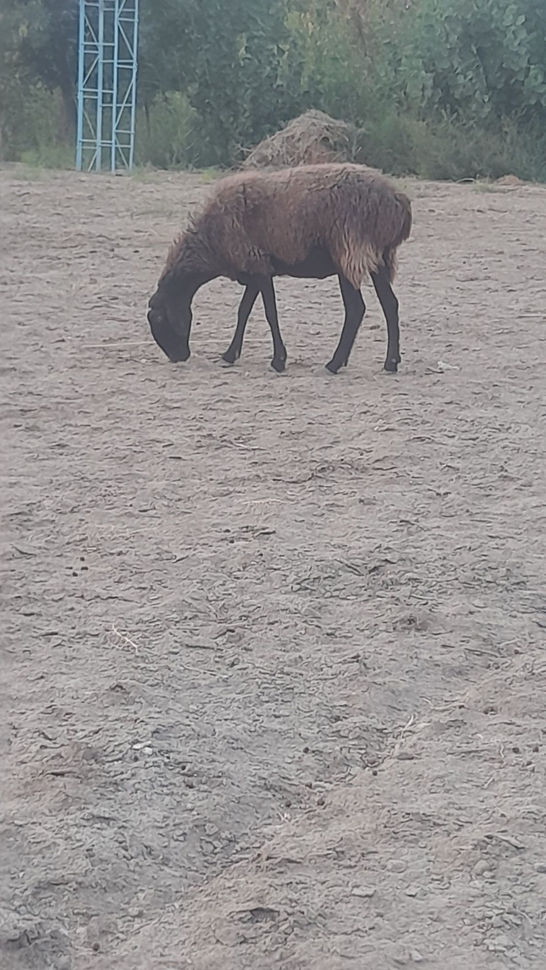 Qùylar sotiladi .