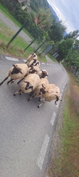 De vnzare 7 miele și 2 berbecuți