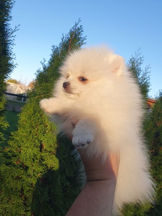 померан померан померан