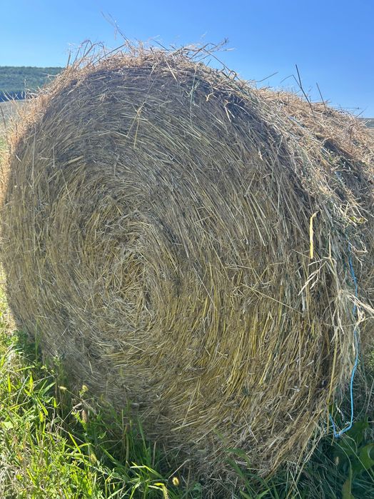 Vând Baloti fan 2025