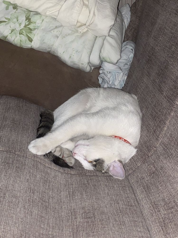 Потерялся котёнок!!