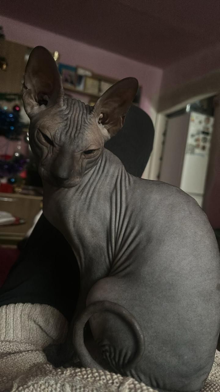 Котик сфинкс на вязку