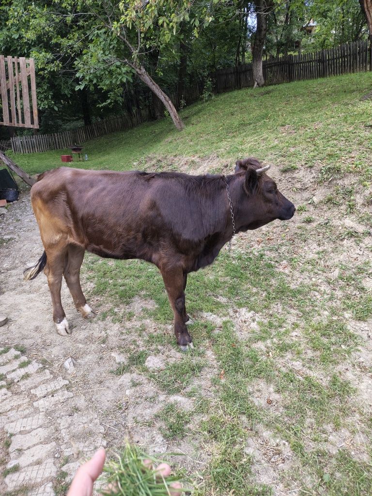 Vitea de lapte cu vârsta de un an
