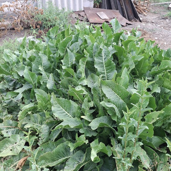 Растения,кусарники
