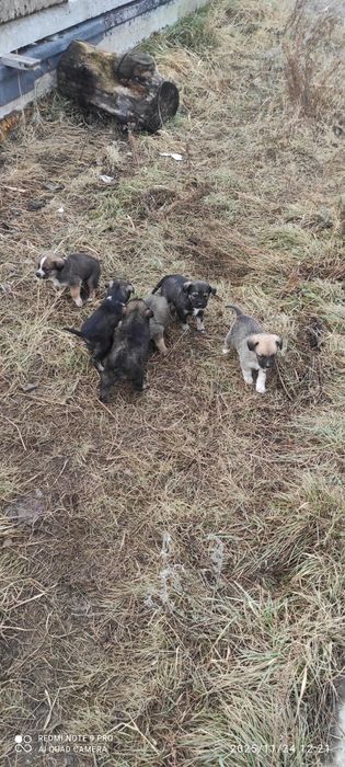 Дворняжки очень злые