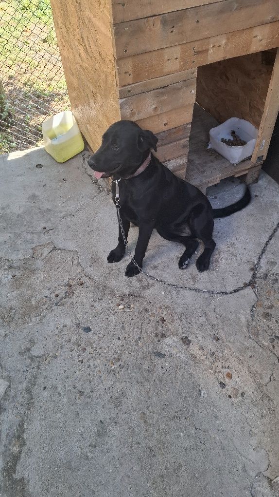 Ofer spre donație pui labrador