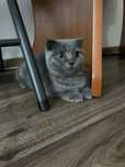 Scottish fold blue