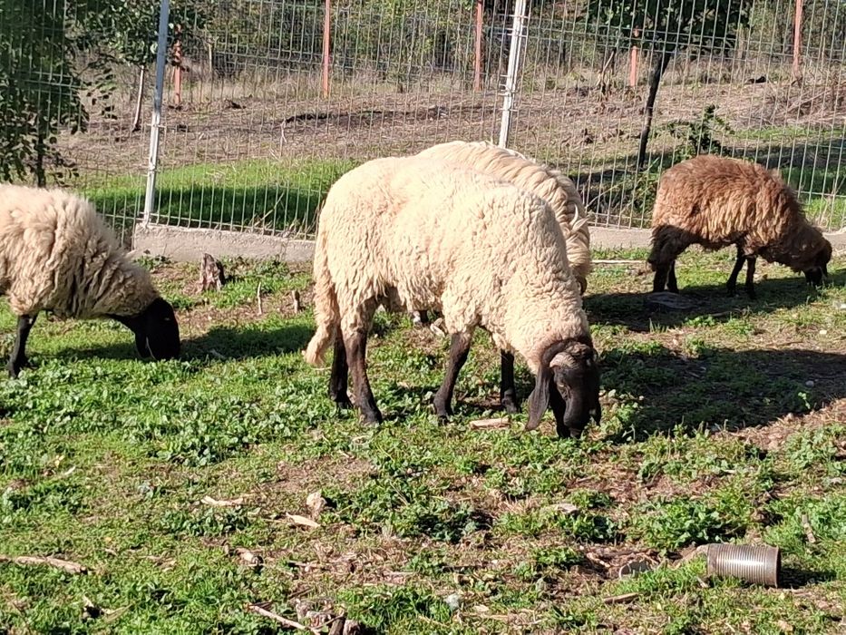 Berbec Carabaș de un an jumate