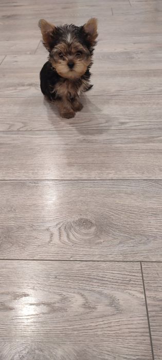 Йорки. Прекрасен представител на породата