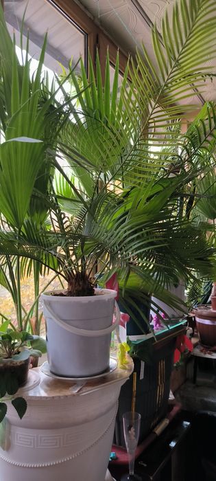 Цветы Пальмы различные растения