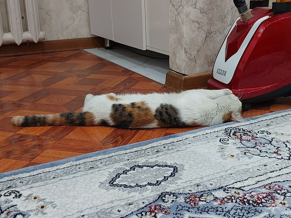 Чудесная ,нежная  и  воспитанная кошечка