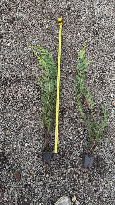 leylandii    40 cm/80 cm/120cm