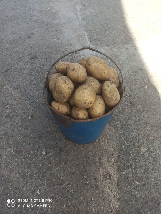 Продам едовую картошку.