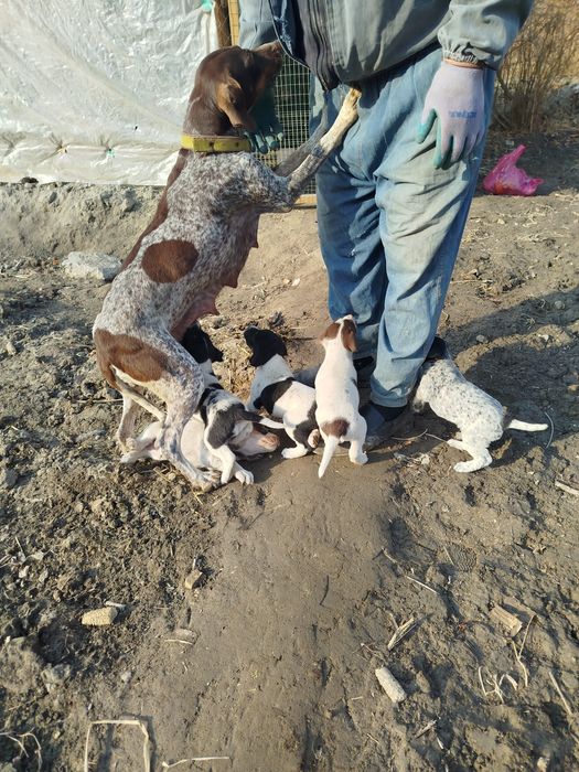 Овчи ит  боллари сотилади