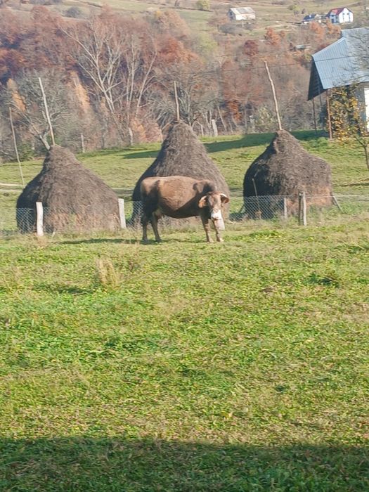 Vaca gestanta de vânzare