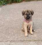 Urgent Catelusa Adoptie