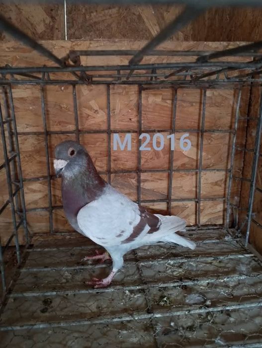 Masculi voiajor sport