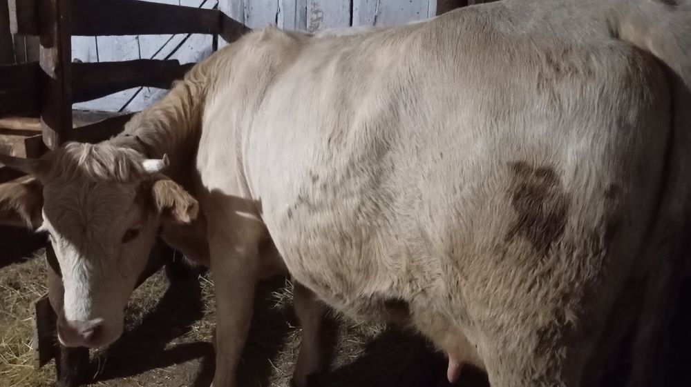 Vând vacă cu vițel