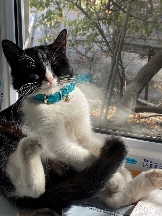 Стерелизованая кошка cрочно ищет себе новый дом