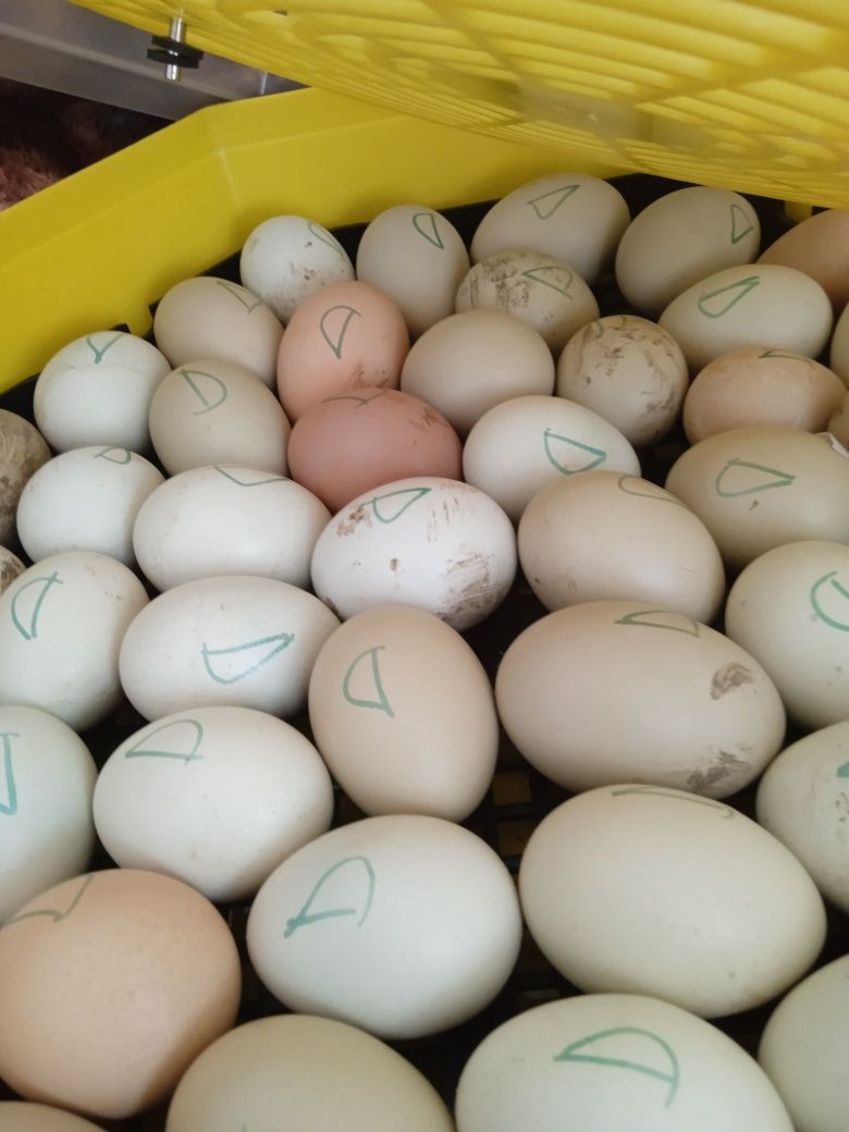 Ouă bio pt incubat sau consum