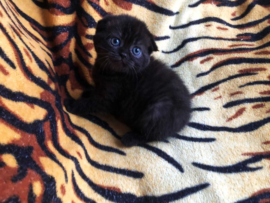 Pisicuță adorabilă Scottish Fold, deține acte Pedigree