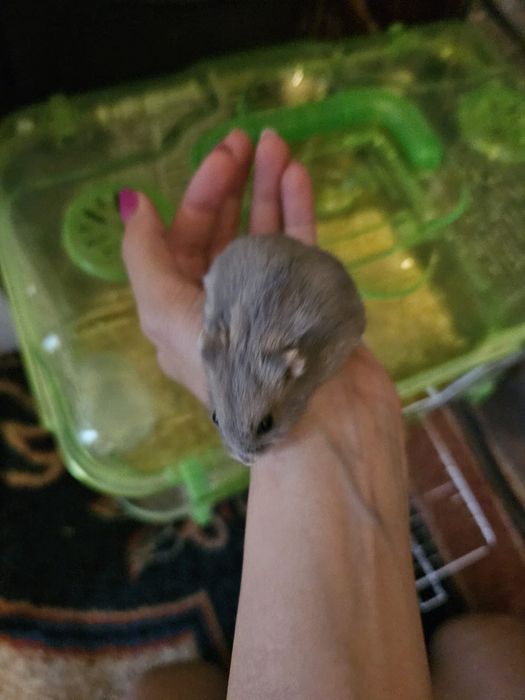 Vând hamsteri pitici