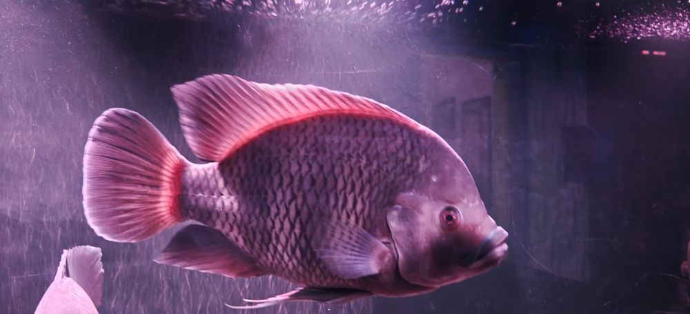 Риба Тилапия Бутикофери