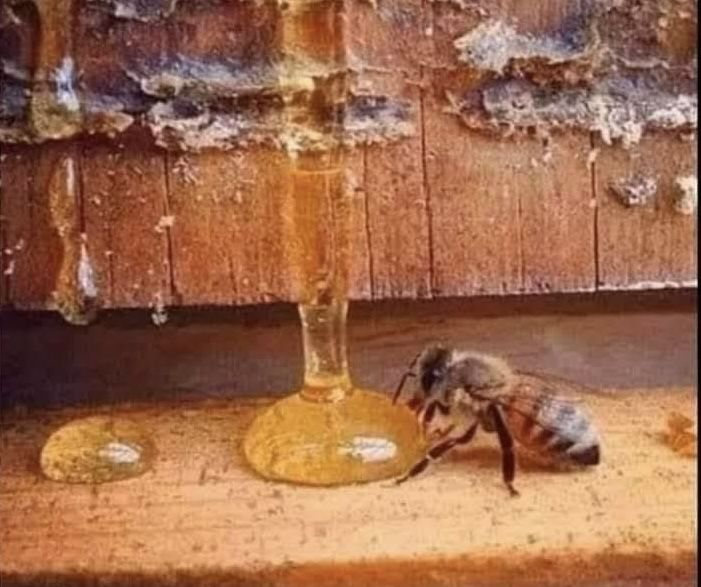 Roiuri de albine numar de rame variabile