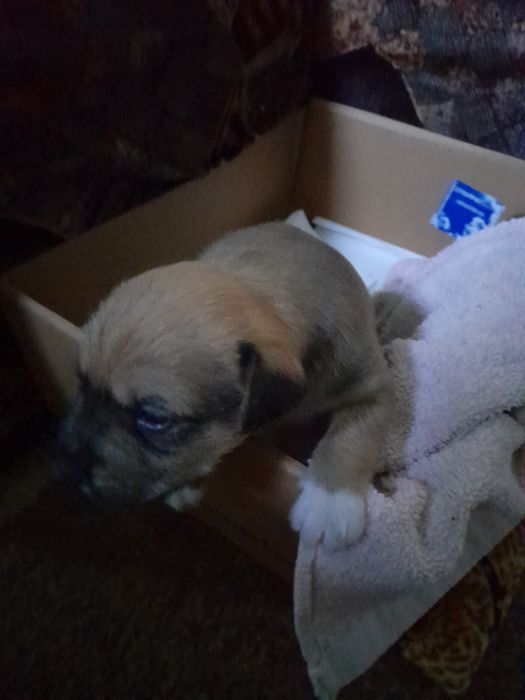 Puiut de catel, are 4 saptamani, are nevoie de o familie responsabila!