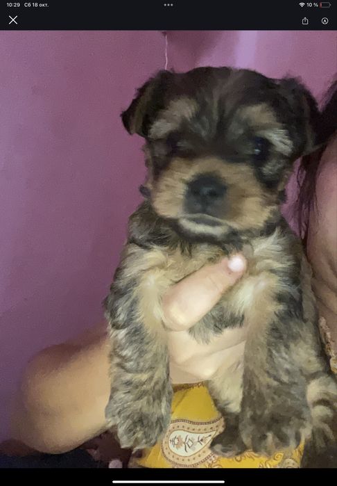 Йорки мини девочка