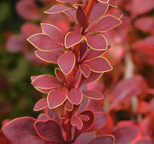 Dracila cu margini galbene (Berberis th. Golden Ring)