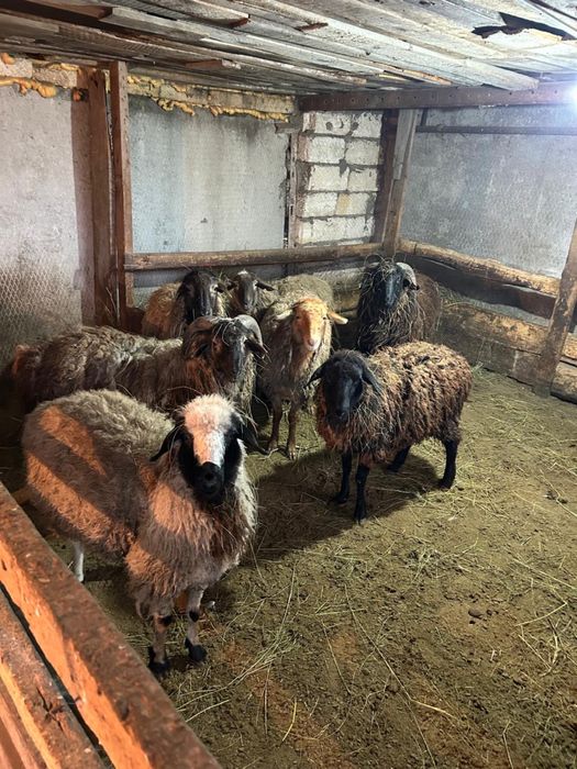 Продаются бараны