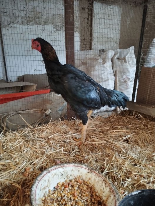 Bobo xoroz tovuq sotiladi