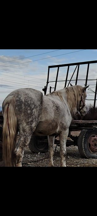 De vânzare un cal de 6 ani
