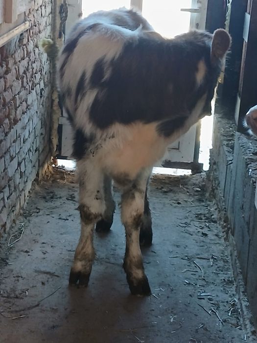 Vând vitea înțărcată de 3 luni