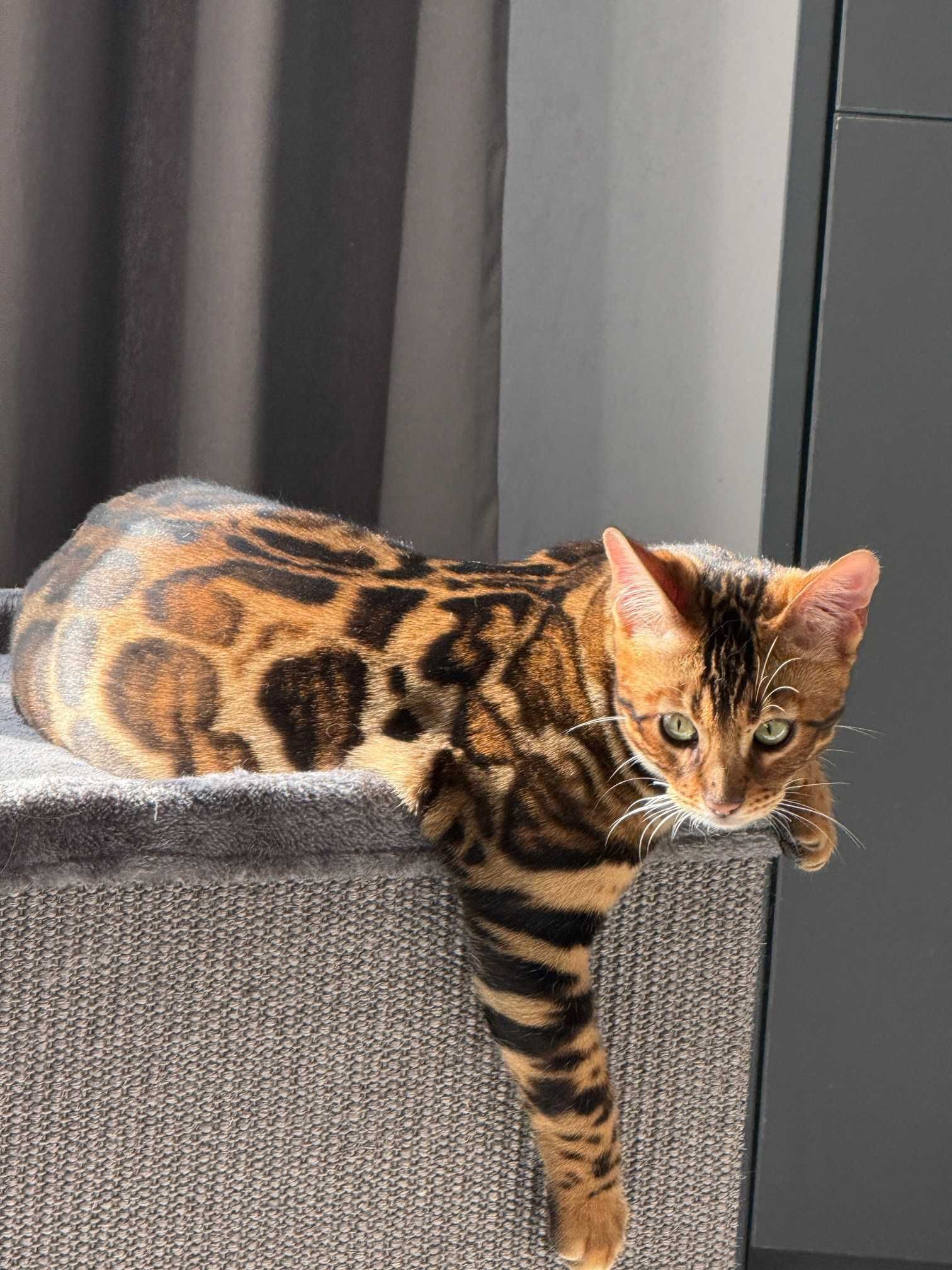 бенгалско котенце кастрирано