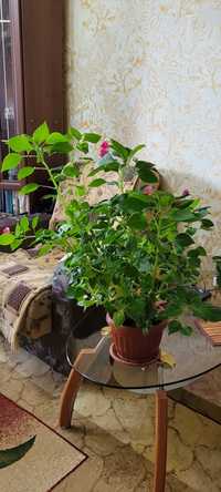 Многолетнее комнатное растение бальзамин