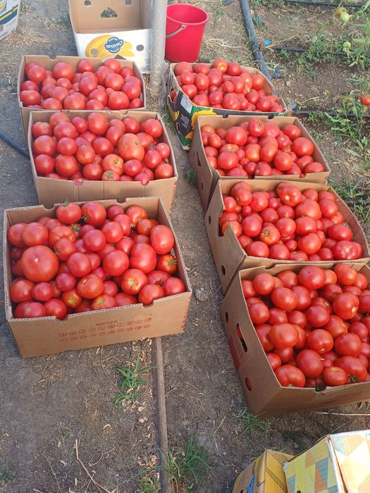 Rosii pentru consum, bulion, etc.