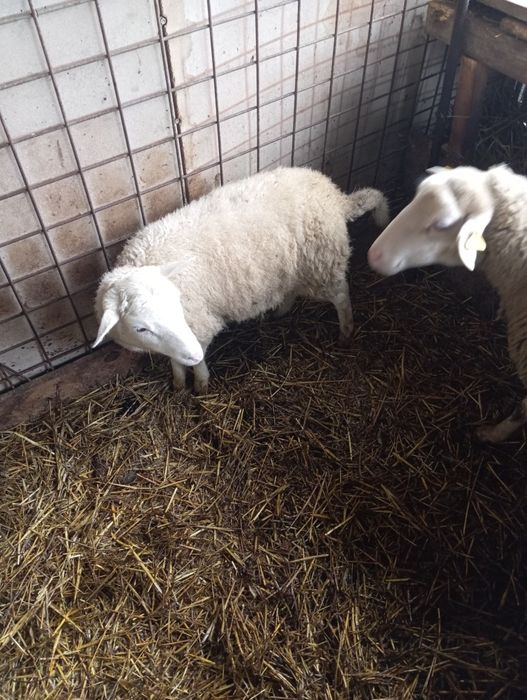 Mia friza  de vanzare