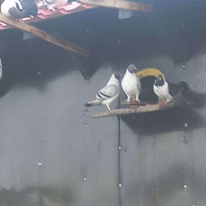 Vand porumbei straseri