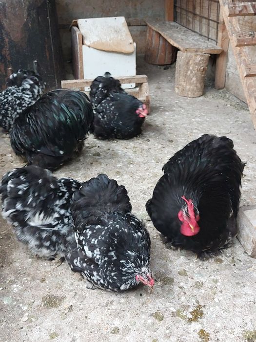 Vand o pereche cochinchina pitic
