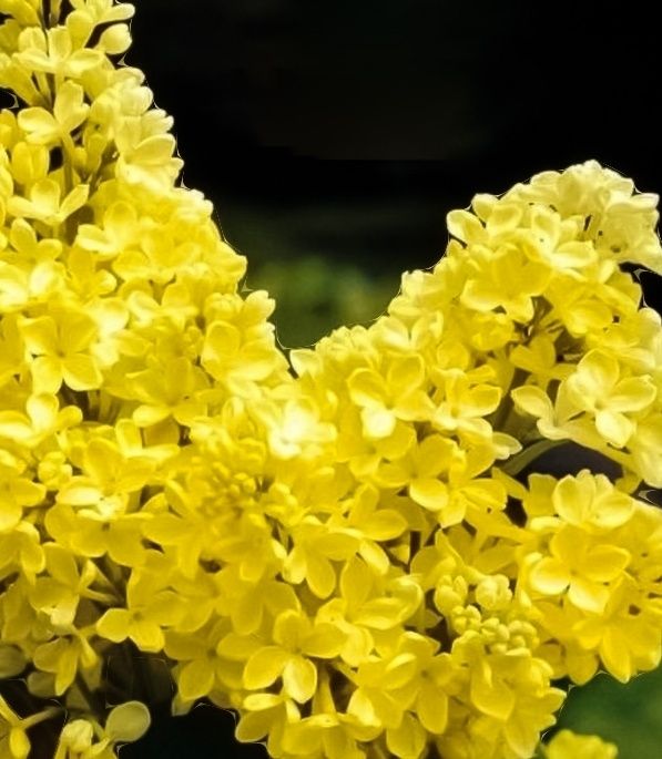 Liliac (Galben Intens )