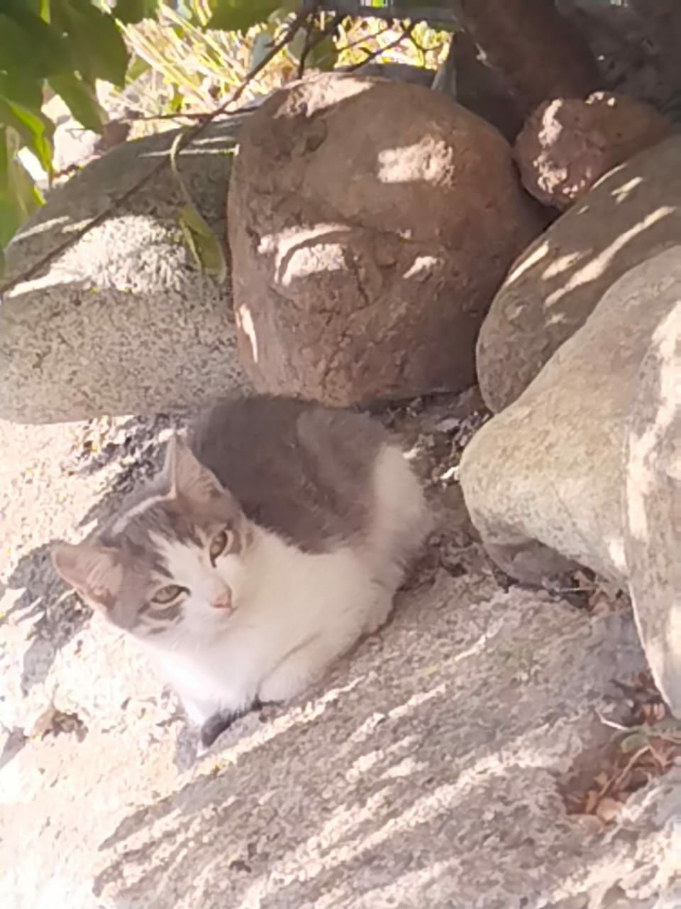 Отдам котят бесплатно