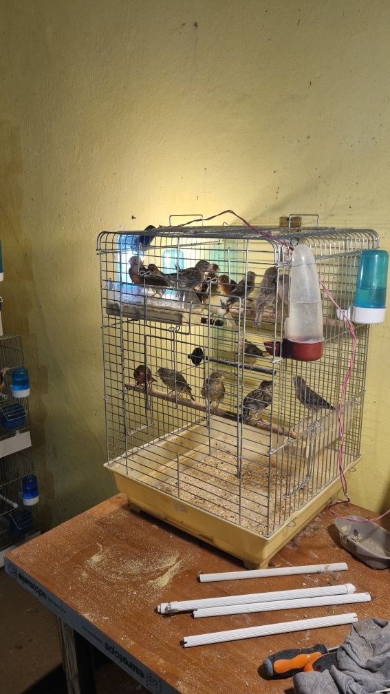 Canari de vanzare