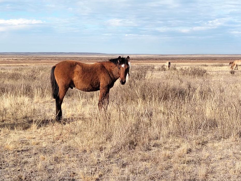Жабагы сатылады.