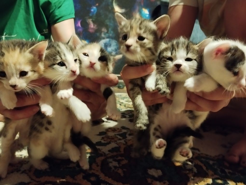 Отдам даром 6 котят красивых